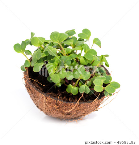 Microgreen sprouts raw sprouts, healthy eating Microgreen sprouts raw sprouts, healthy eating 49585192