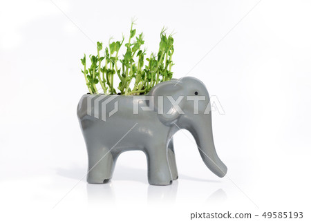 Micro green of peas Micro green of peas 49585193