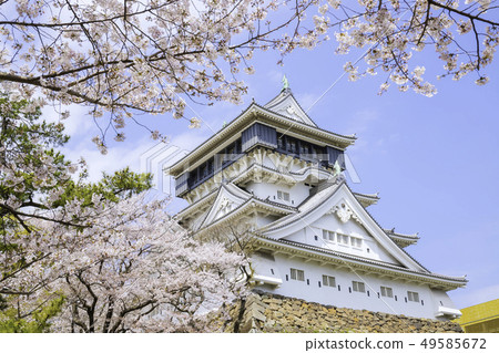 Ogura Castle is a beautiful cherry blossom viewing period 49585672