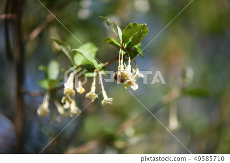 Hanamuli and summer gummy flowers 49585710