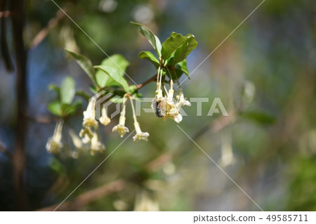 Hanamuli and summer gummy flowers Hanamuli and summer gummy flowers 49585711