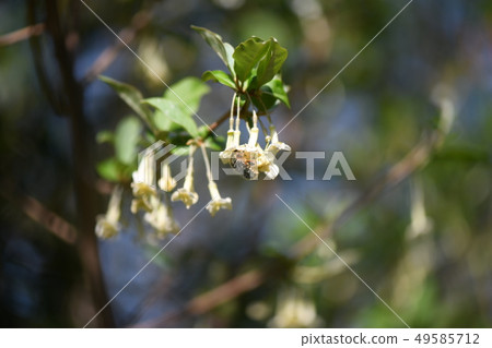 Hanamuli and summer gummy flowers 49585712