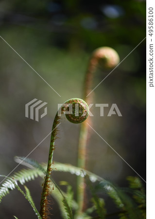 Sprouts of Vladiva Sprouts of Vladiva 49586100