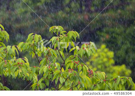 Rain Rain falling on cherry cherries Rain Rain falling on cherry cherries 49586304