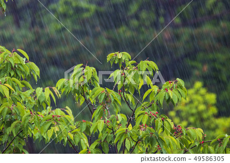 Rain Rain falling on cherry cherries 49586305