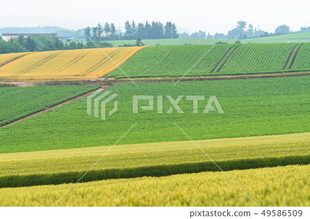<<北海道>>美瑛山/多雨的鄉村風光 49586509