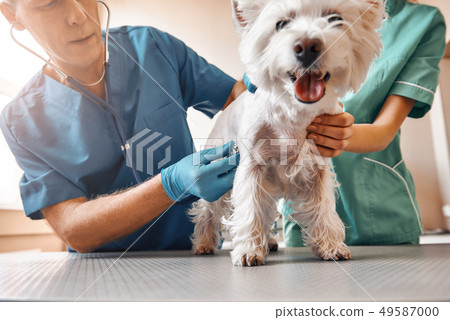Such a cute patient. A team of two professional veterinarians inspecting the health of a small 49587000
