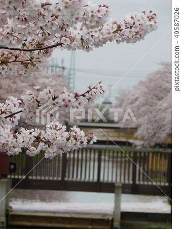 When the cherry blossoms fall When the cherry blossoms fall 49587026