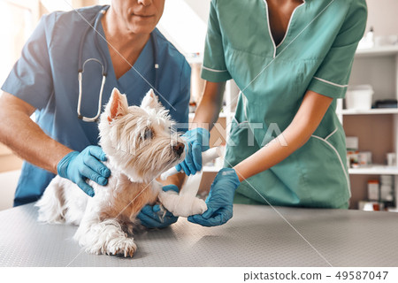 We are always here to help. A team of two veterinarians in work uniform bandaging a paw of a small We are always here to help. A team of two veterinarians in work uniform bandaging a paw of a small 49587047