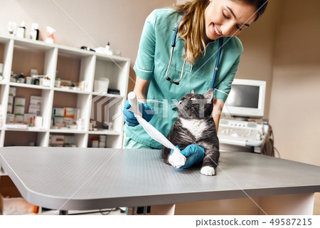 Complete trust. Positive female veterinarian bandaging a paw of a big black cat lying on the table Complete trust. Positive female veterinarian bandaging a paw of a big black cat lying on the table 49587215