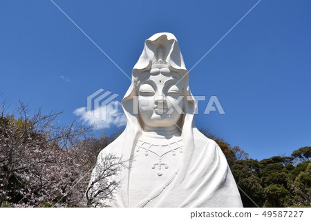 Ofuna Kannon and Sakura Kamakura City Ofuna Kannon and Sakura Kamakura City 49587227