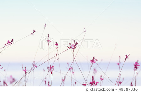 Small flowers of gaura lindheimeri on sunset sea Small flowers of gaura lindheimeri on sunset sea 49587330