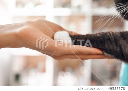 I am a friend for my patient. Close-up photo of female vet hand holding a paw of a black fluffy cat I am a friend for my patient. Close-up photo of female vet hand holding a paw of a black fluffy cat 49587378