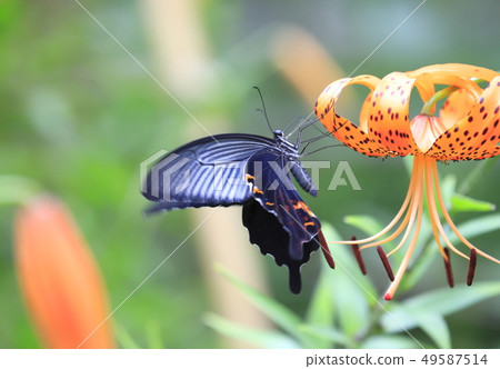 燕尾花生花蜜 49587514