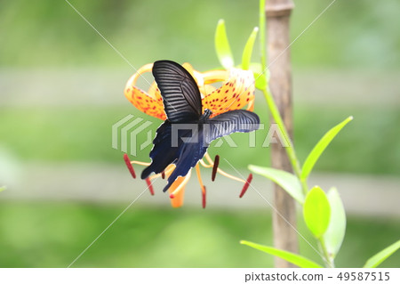 燕尾花生花蜜 49587515