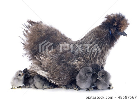young Silkie young Silkie 49587567