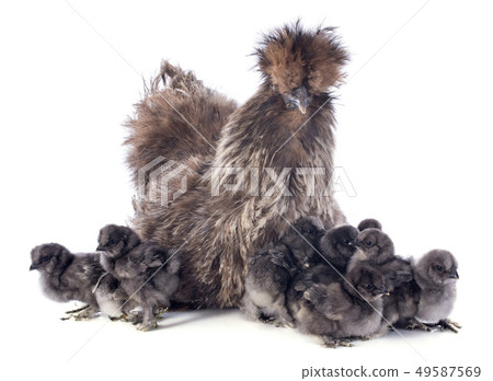 hatching hatching 49587569