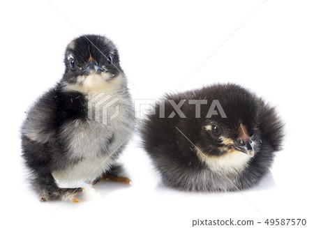 Marans chicks Marans chicks 49587570