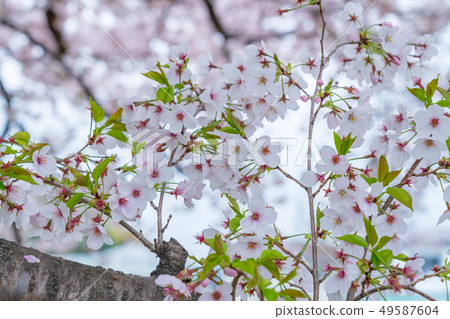 櫻花 櫻花 49587604