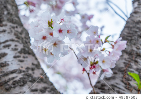 櫻花 櫻花 49587605