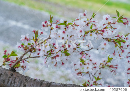 櫻花 櫻花 49587606