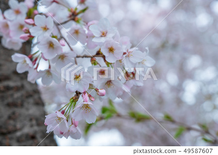 櫻花 櫻花 49587607