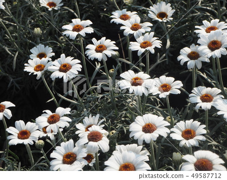 Spring white flower blossom field Spring white flower blossom field 49587712