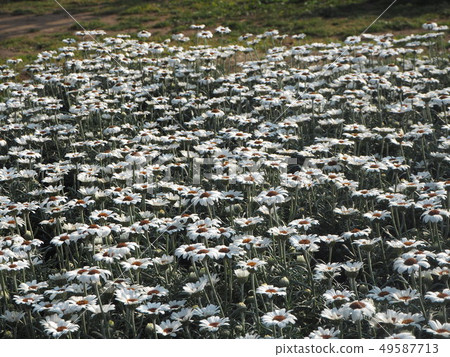 Spring white flower blossom field Spring white flower blossom field 49587713