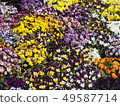 Spring colorful flower field 49587714