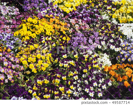 Spring colorful flower field Spring colorful flower field 49587714