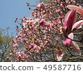 Spring Trees 49587716