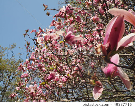 Spring Trees Spring Trees 49587716