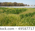 Peaceful Spring Cheerful 49587717