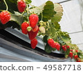 Strawberries lined up for strawberry hunting 49587718