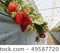 Large swings and strawberries children 49587720