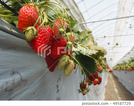 Large swings and strawberries children Large swings and strawberries children 49587720
