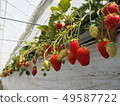 Strawberry hunting seen from children's eyes 49587722