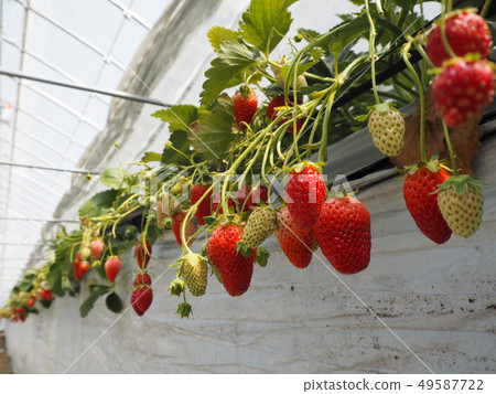 Strawberry hunting seen from children's eyes Strawberry hunting seen from children's eyes 49587722