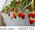 Strawberry hunting seen from a child 49587725