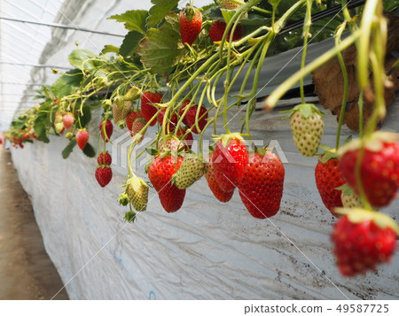 Strawberry hunting seen from a child Strawberry hunting seen from a child 49587725