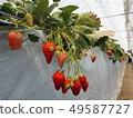 Family strawberry picking 49587727