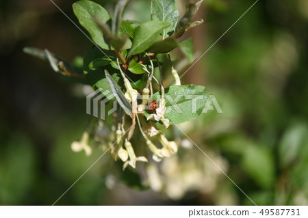 瓢蟲和夏天玫瑰色的花朵 瓢蟲和夏天玫瑰色的花朵 49587731