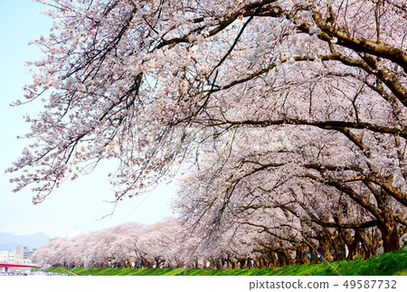 Sakura full bloom (Fukui · Ashuba River embankment) Sakura full bloom (Fukui · Ashuba River embankment) 49587732