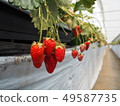 Strawberry brother 49587735