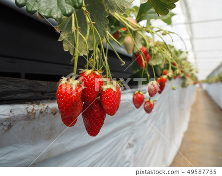 Strawberry brother Strawberry brother 49587735