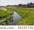 Spring trail with spring brook and rape blossoms 49587736