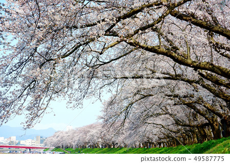 櫻花盛開(福井·阿蘇巴河堤) 櫻花盛開(福井·阿蘇巴河堤) 49587775