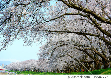 櫻花盛開(福井·阿蘇巴河堤) 櫻花盛開(福井·阿蘇巴河堤) 49587776