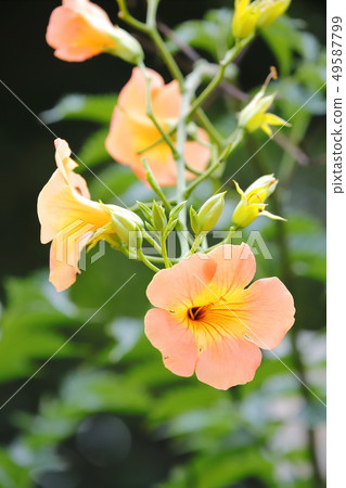 Flower of a novice kazura 49587799