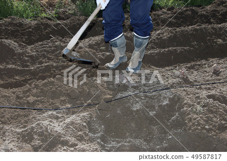 固定種植雪蓮果 49587817